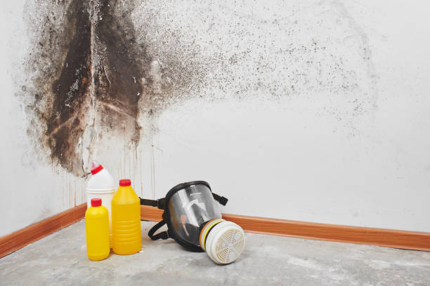 Best Attic Mold Removal  in Carbon Hill, AL