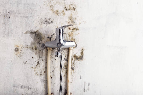 Carbon Hill, AL Mold Removal Pros