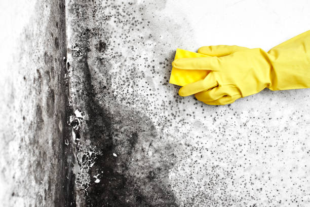 Best Toxic Mold Removal  in Carbon Hill, AL