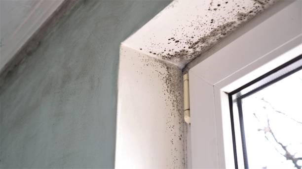 Attic Mold Removal in Carbon Hill, AL
