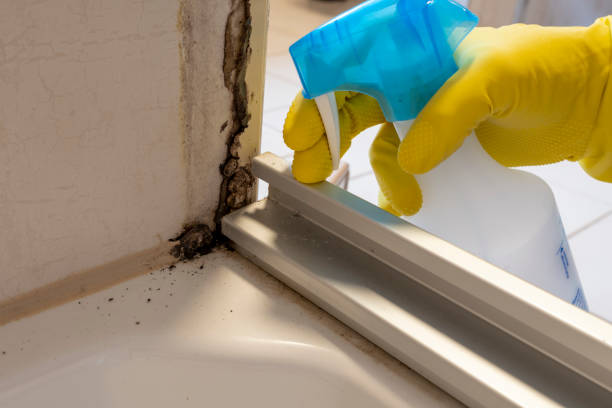Best Fast Mold Removal  in Carbon Hill, AL