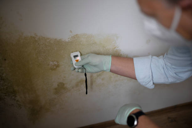 Best Emergency Mold Removal  in Carbon Hill, AL