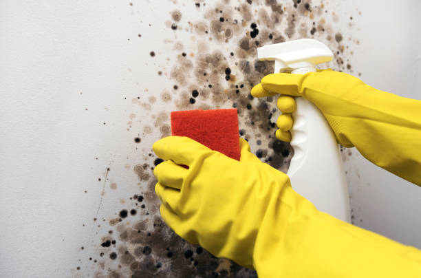 Best Best Mold Removal Companies  in Carbon Hill, AL