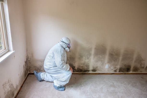 Best Crawl Space Mold Removal  in Carbon Hill, AL