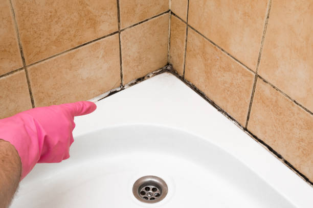 Home Mold Removal in Carbon Hill, AL
