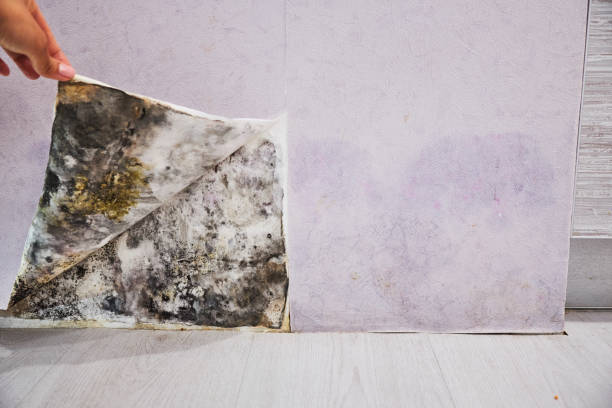Best Affordable Mold Removal  in Carbon Hill, AL